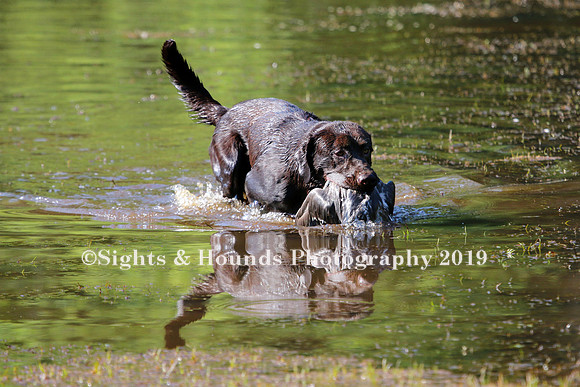 NEUSE RETRIEVER CLUB MAY 2019