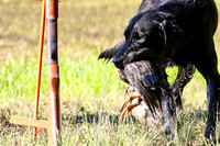NEUSE RETRIEVER CLUB MAY 2019