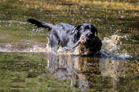 NEUSE RETRIEVER CLUB MAY 2019