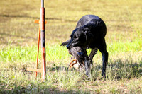 NEUSE RETRIEVER CLUB MAY 2019