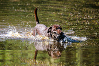 NEUSE RETRIEVER CLUB MAY 2019