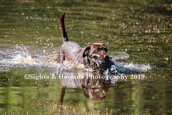 NEUSE RETRIEVER CLUB MAY 2019