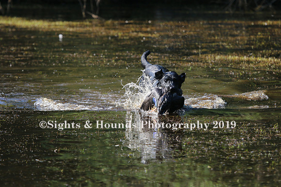 NEUSE RETRIEVER CLUB MAY 2019