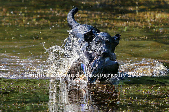 NEUSE RETRIEVER CLUB MAY 2019