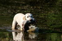 NEUSE RETRIEVER CLUB MAY 2019