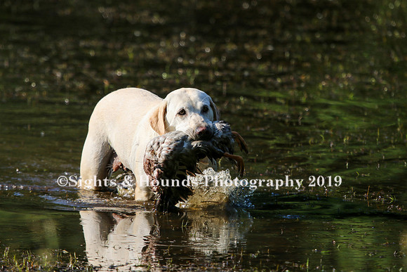 NEUSE RETRIEVER CLUB MAY 2019