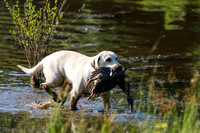 NEUSE RETRIEVER CLUB MAY 2019