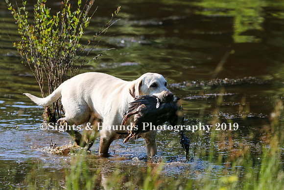 NEUSE RETRIEVER CLUB MAY 2019