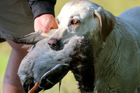 NEUSE RETRIEVER CLUB MAY 2019