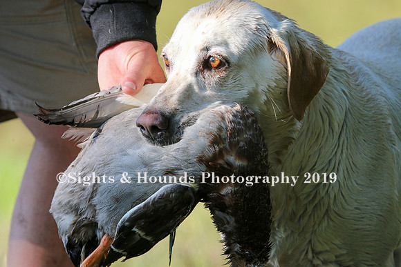NEUSE RETRIEVER CLUB MAY 2019
