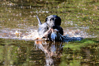 NEUSE RETRIEVER CLUB MAY 2019