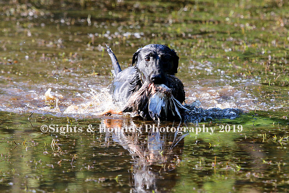 NEUSE RETRIEVER CLUB MAY 2019