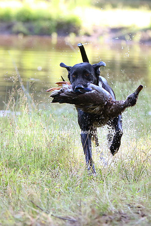 NEUSE RETRIEVER CLUB MAY 2019