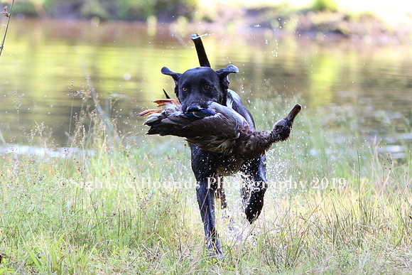 NEUSE RETRIEVER CLUB MAY 2019