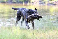 NEUSE RETRIEVER CLUB MAY 2019