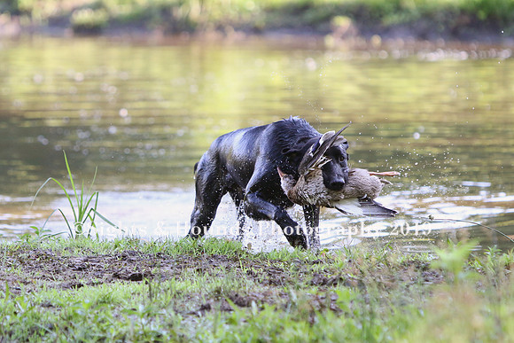 NEUSE RETRIEVER CLUB MAY 2019