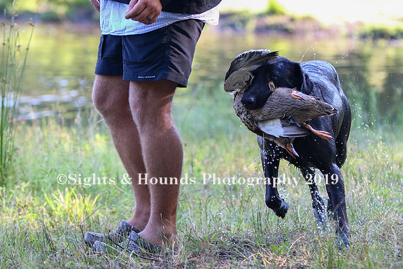 NEUSE RETRIEVER CLUB MAY 2019