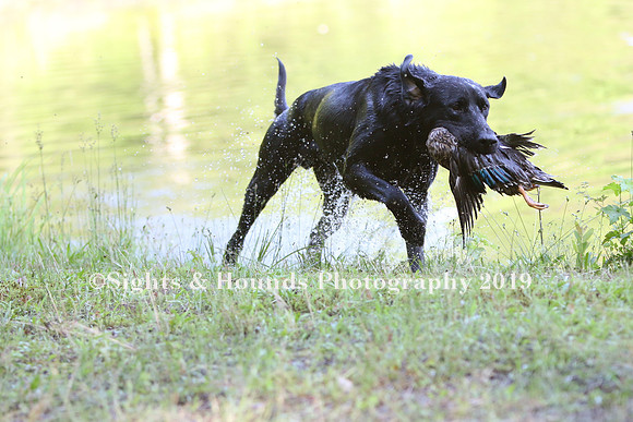 NEUSE RETRIEVER CLUB MAY 2019