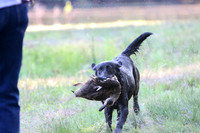 NEUSE RETRIEVER CLUB MAY 2019
