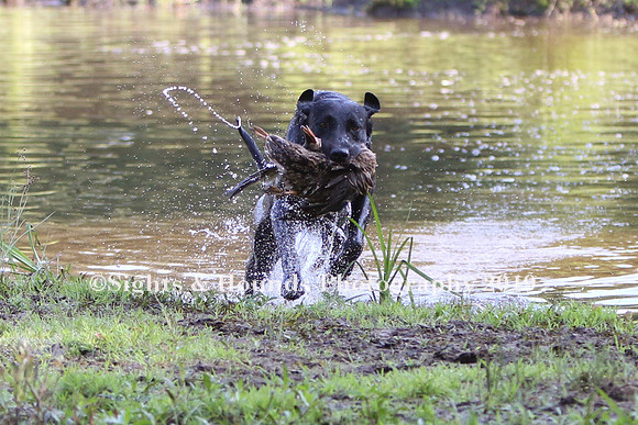 NEUSE RETRIEVER CLUB MAY 2019