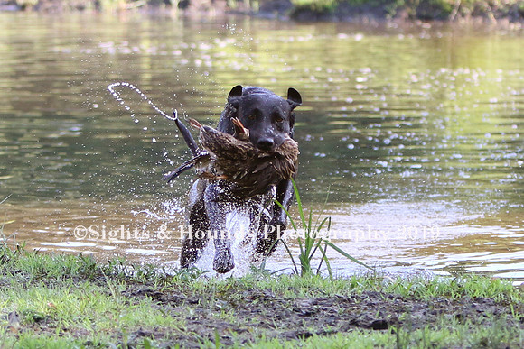 NEUSE RETRIEVER CLUB MAY 2019