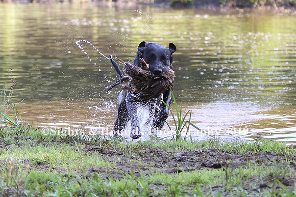 NEUSE RETRIEVER CLUB MAY 2019