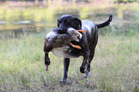 NEUSE RETRIEVER CLUB MAY 2019