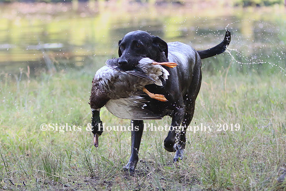 NEUSE RETRIEVER CLUB MAY 2019