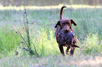NEUSE RETRIEVER CLUB MAY 2019