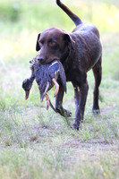 NEUSE RETRIEVER CLUB MAY 2019
