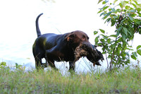 NEUSE RETRIEVER CLUB MAY 2019