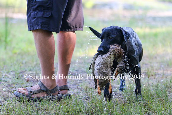 NEUSE RETRIEVER CLUB MAY 2019