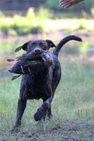 NEUSE RETRIEVER CLUB MAY 2019