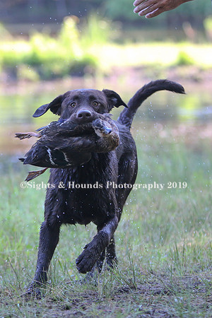 NEUSE RETRIEVER CLUB MAY 2019
