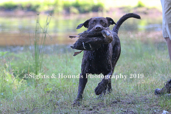 NEUSE RETRIEVER CLUB MAY 2019