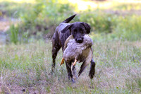 NEUSE RETRIEVER CLUB MAY 2019