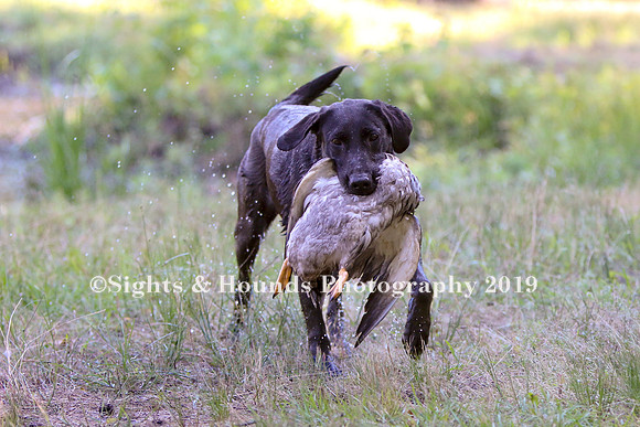 NEUSE RETRIEVER CLUB MAY 2019