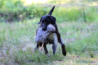 NEUSE RETRIEVER CLUB MAY 2019