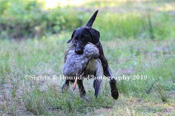 NEUSE RETRIEVER CLUB MAY 2019
