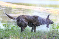 NEUSE RETRIEVER CLUB MAY 2019