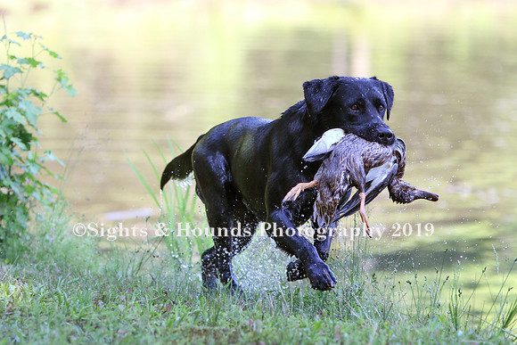 NEUSE RETRIEVER CLUB MAY 2019