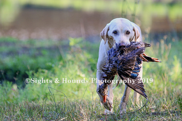 NEUSE RETRIEVER CLUB MAY 2019