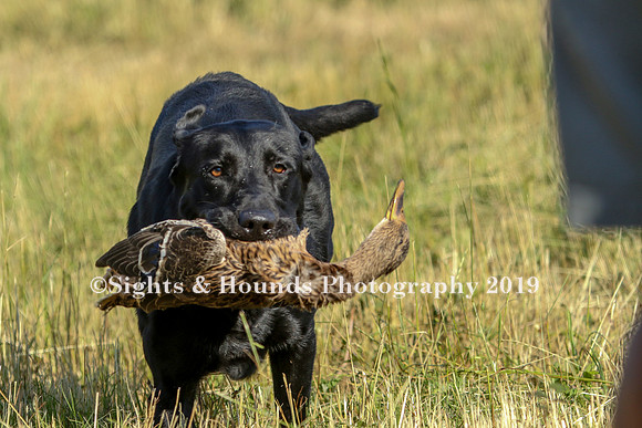 MAY 2019 NEUSE