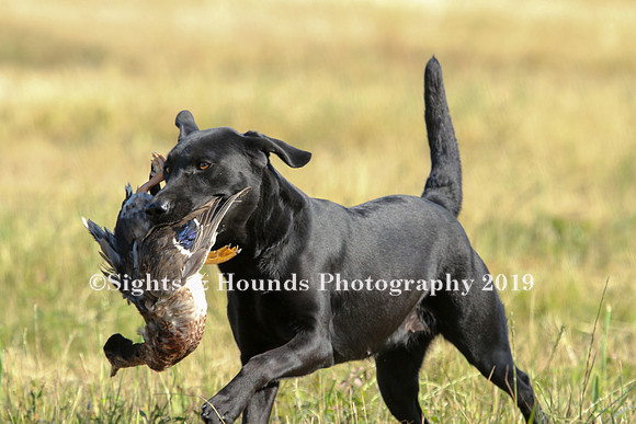 MAY 2019 NEUSE