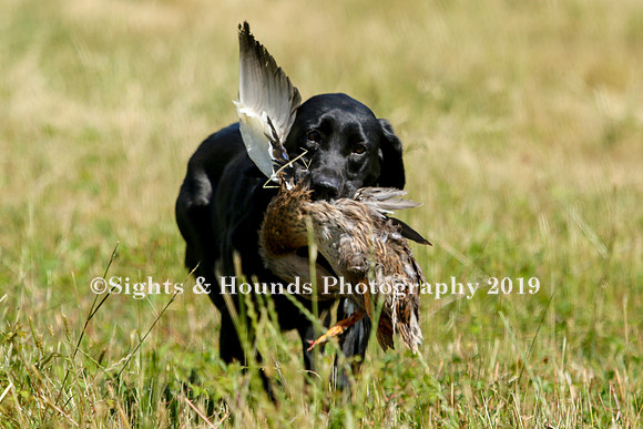 MAY 2019 NEUSE
