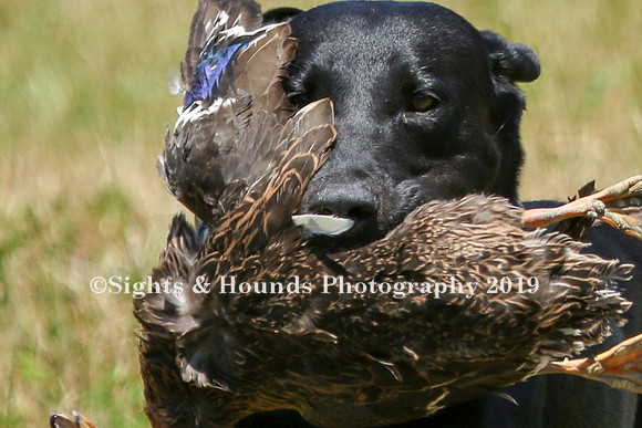 MAY 2019 NEUSE