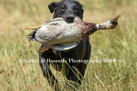 MAY 2019 NEUSE