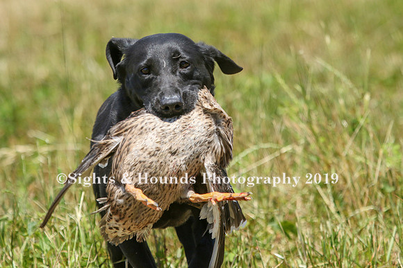 MAY 2019 NEUSE