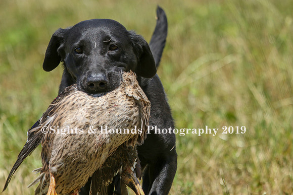 MAY 2019 NEUSE