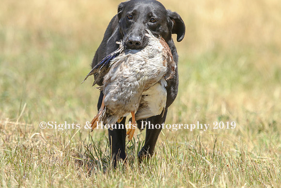 MAY 2019 NEUSE